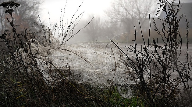 Donbas pokryla obří pavučina, do optovláken se zaplétají ptáci i pěchota