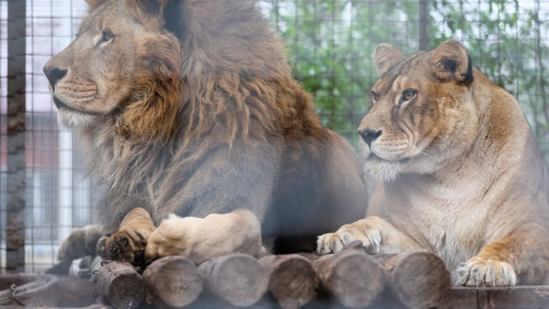 Lvi napadli v zoo holčičku, ukazuje video z Číny. Ošetřovatel se o ni se šelmami přetahoval