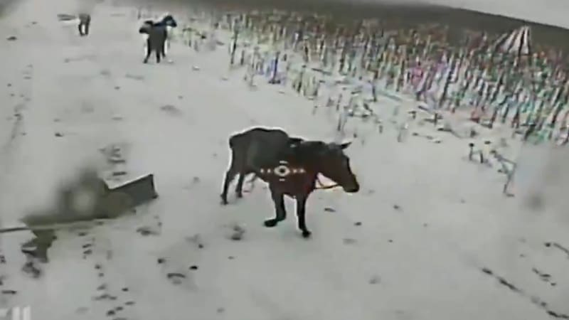 Momenty války: Proukrajinský ministr za SPD i záběry likvidace ruských jezdců na koních