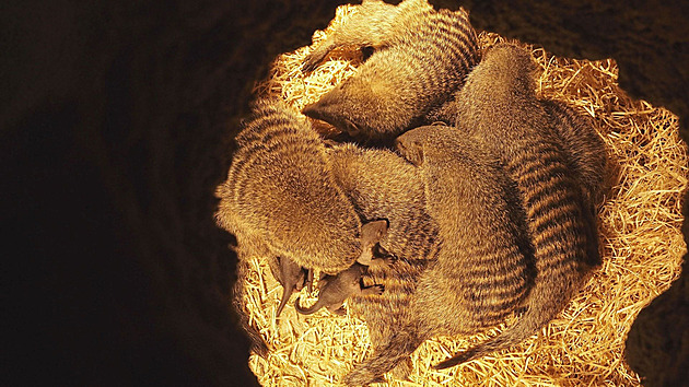 První odchov mangust žíhaných se v Ostravě daří. O mláďata se starají i samci