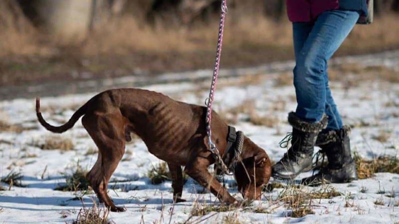 Týrání v útulku u Kladna: Desítky psů mají živořit v úděsných podmínkách. Šetří to policie