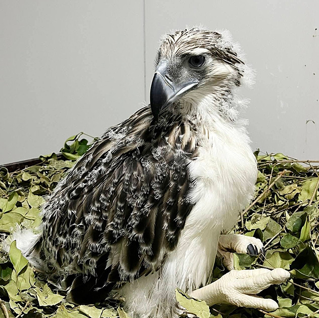 „Hrdina“ je nadějí pro ohrožené orly, s odchovem na Filipínách pomohla česká zoo