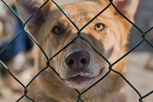 Spolek brojí proti Bouchalce, ve sbírce na nový útulek už vybral miliony