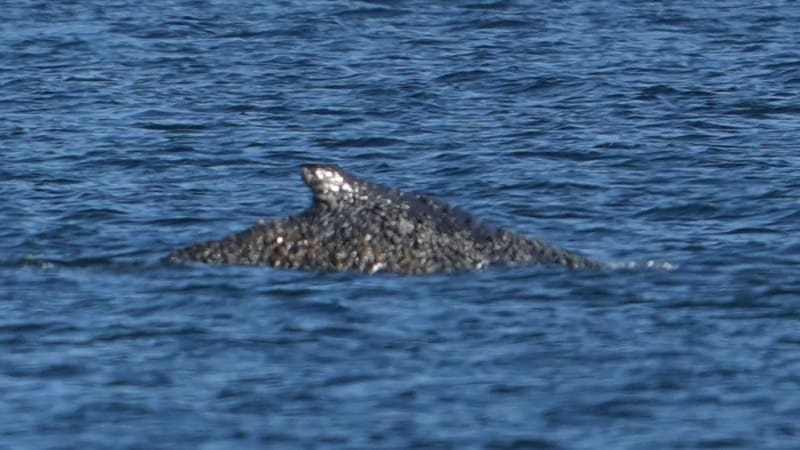 Velryba opět volně plave v moři: Záchrana na Baltu měla šťastný konec. Vyhráno ale není