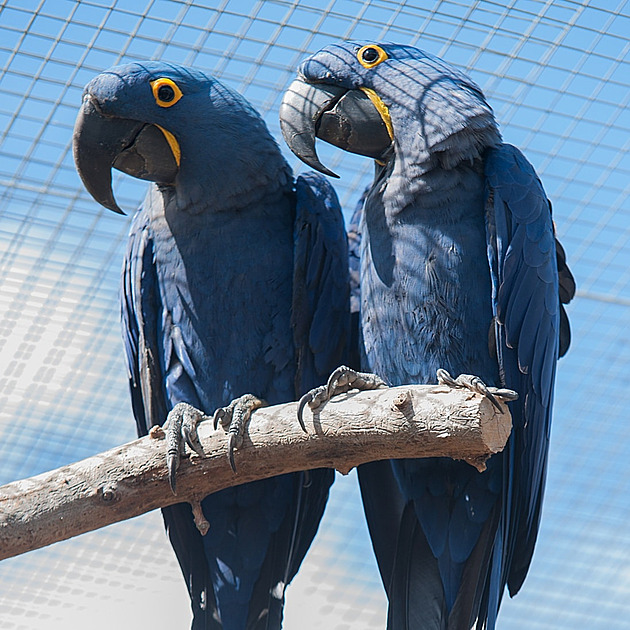 Pátrání po vzácném papouškovi pomalu končí, naděje je podle odborníka malá