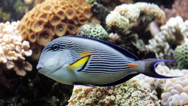 Nebezpečná „ryba chirurg“ ohrožuje pobřeží Chorvatska a Itálie. Způsobuje hluboké rány