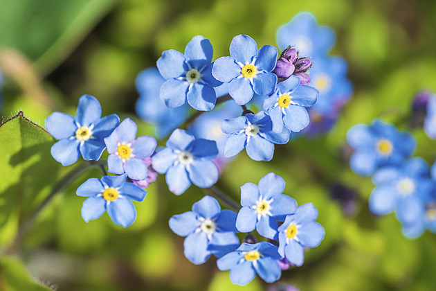 Květiny jarního lesa vás nadchnou, a mnohé si můžete přenést do zahrady