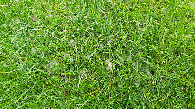 Káva trávníku neprospěje, dusík ano. Jarní hnojení rozhodne o vzhledu zahrady