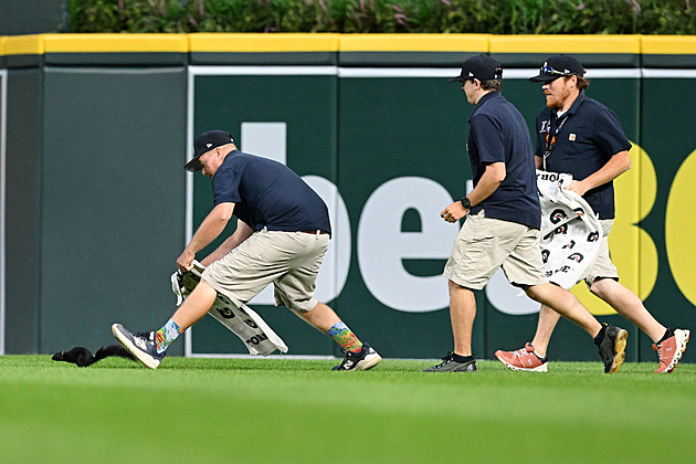 VIDEO: Kuriózní situace na baseballe. Hráči chytali veverku, naháněli ji jak v grotesce